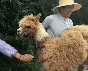 羊驼棉棉特性爆料视频,保暖舒适,环保时尚新宠 第2张 羊驼棉棉特性爆料视频,保暖舒适,环保时尚新宠 第2张